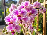 Vibrant orchid blossoming with elegance in a classical 1952 style, captured in raw and high definition.