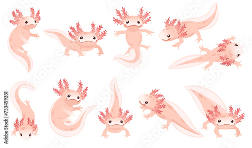 Set of cute cartoon axolotl pink color amphibian animal vector illustration isolated on white background © An-Maler