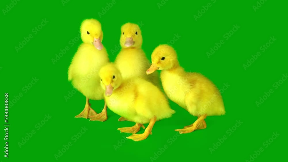 ducklings set on a green background screen ducklings set on a green background screen