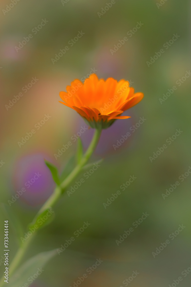 orange flower in the garden orange flower in the garden