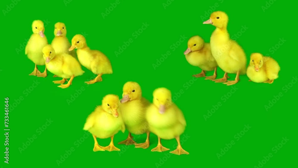 ducklings set on a green background screen ducklings set on a green background screen