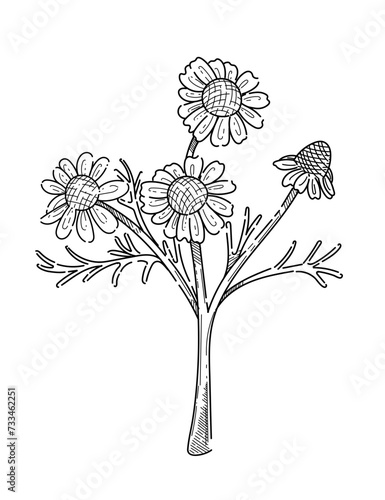 Chamomile flower with stem monochrome hand drawn sketch for drawing book vector illustration isolated on white background