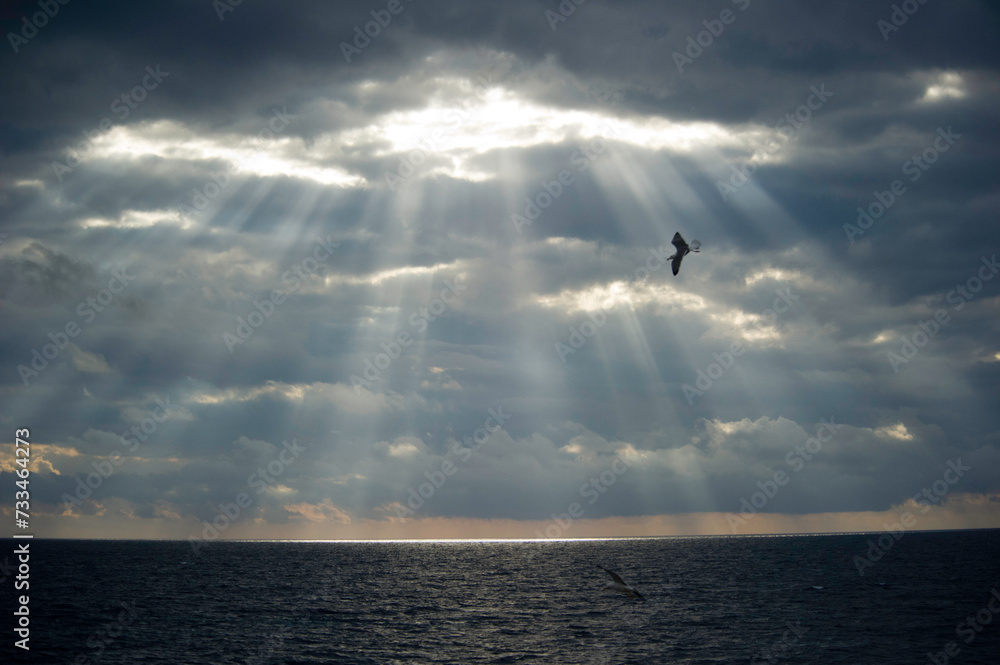 silhouette of a seagull in the clouds, Gabbiano reale mediterraneo, Larus cachinnans, Alghero,  Sassari, Sardegna, Italia.
