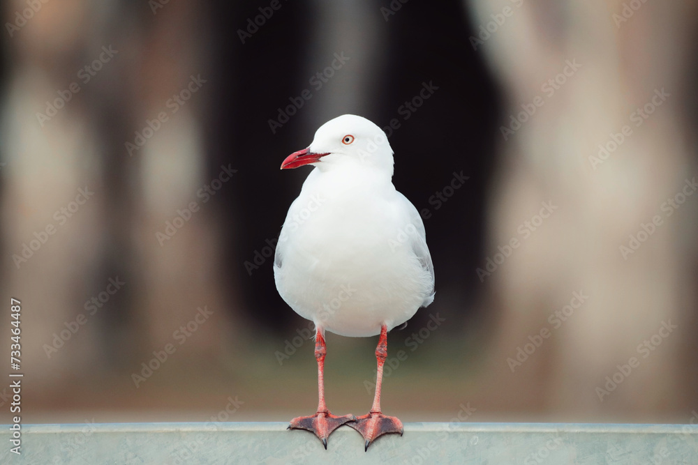 Obraz premium seagull on a fence