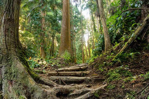 trail and path in the woods of rainforest
