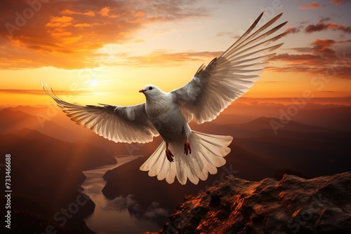 white pigeon flies against sunset or sunrise background  peace concept