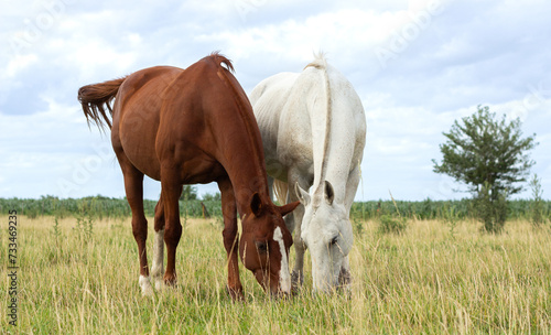 Horses in the field © musitafy