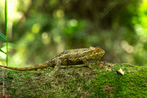 Trioceros rudis chameleon in Uganda's forest. Coarse chameleon is hunting in the forest. Animals who change color of skin. photo