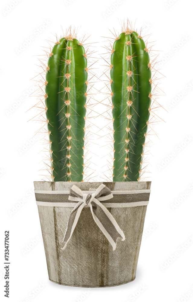 Fotografie cactus plant in vase