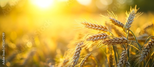 The sun shines through the ears of wheat in a field, illuminating the plants and soil in a natural landscape setting.