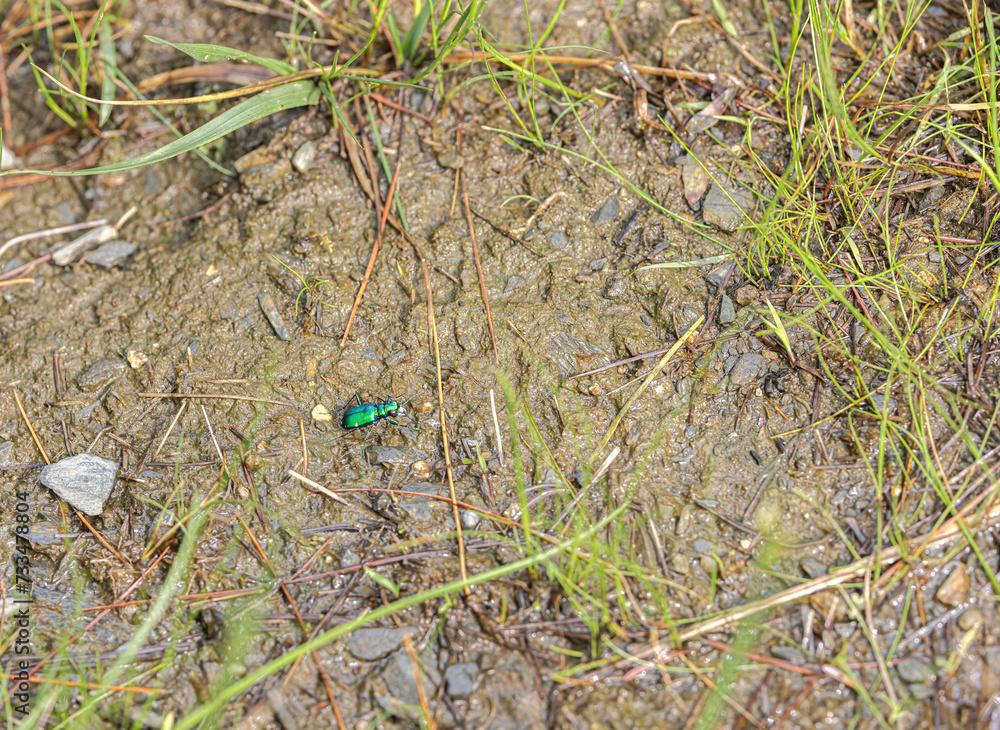 Six-spotted Tiger Beetle, Cicindela sexguttata, in hiking trail Six-spotted Tiger Beetle, Cicindela sexguttata, in hiking trail
