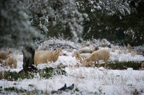 sheep in the snow