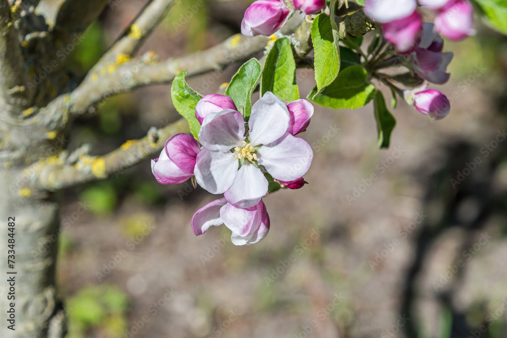 Fototapeta premium Apple blossoms