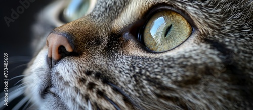 Stunning Closeup of a Cute Gray Tabby Cat's Face: An Irresistibly Adorable Closeup of a Cute Gray Tabby Cat's Face photo