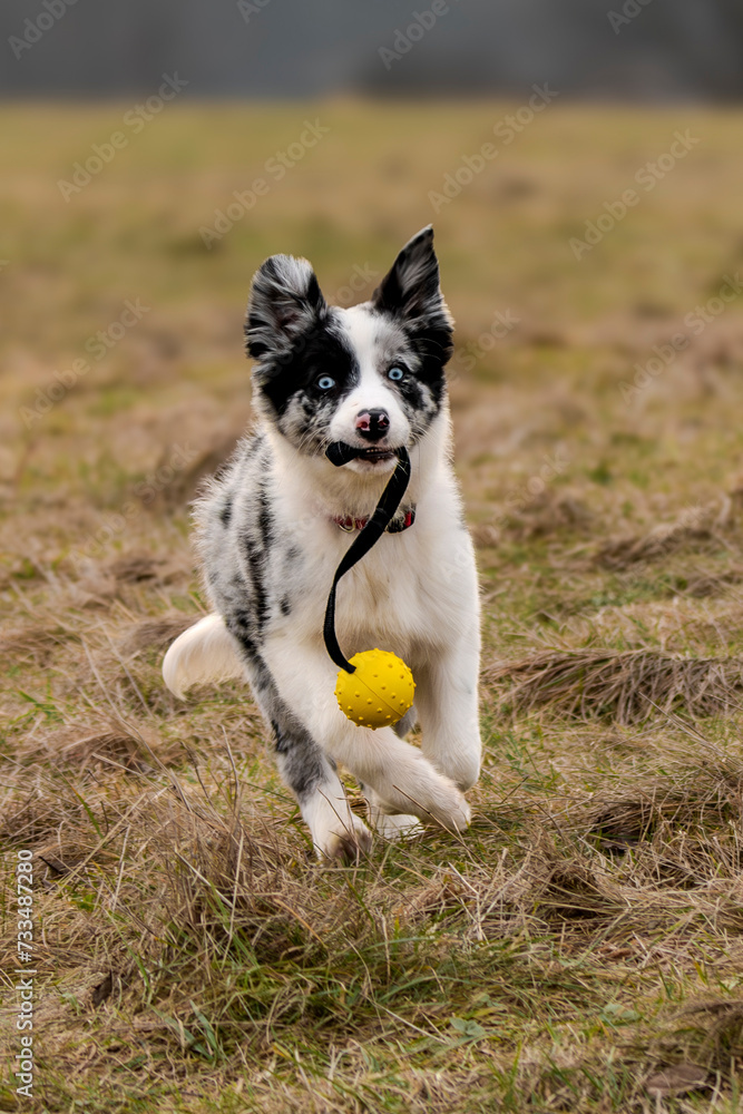 border collie blue merle pies z żółtą piłką na trawie biega