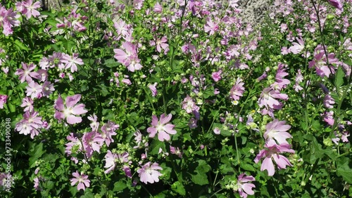 Malva thuringiaca, Lavatera thuringiaca, garden tree-mallow, is species of flowering plant in the mallow family Malvaceae. Herbaceous perennial plant. The flowers are pink with five petals. Flowerbed photo