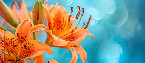 Tiger lilies abstract close-up against a blue sky. photo