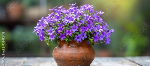 Vibrant Display: Small Purple Flowers Pop in Petite Campanula Pot