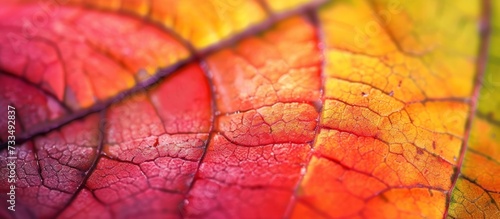 Vibrant Close-Up of Colorful Fall Leaf - Up, Up, Up photo