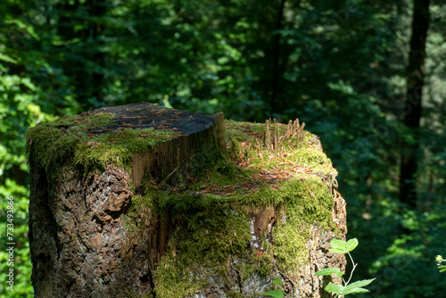 Baumstumpf mit Moos bewachsen sieht aus wie ein Elfenwald photo