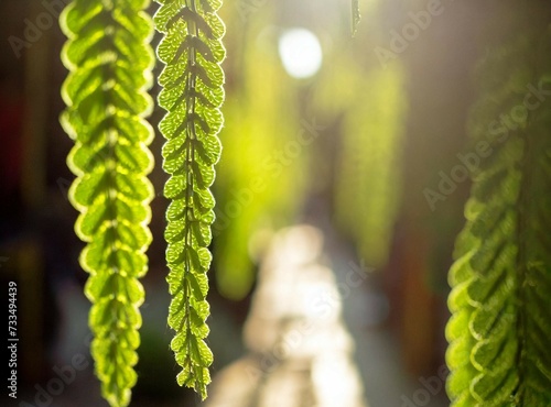 Green leafed vine background with copy space. Peace/Tranquility background. photo