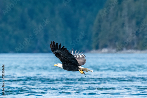 Bald eagle with small Hake fish
A bald eagle flies off with his meal, causght in the tides off Jimmy Judd Island