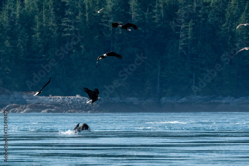 The hunt
Bald Eagles line up in flight at varying stages of the hunt for Hake fish in the tides off Jimmy Judd Island, BC