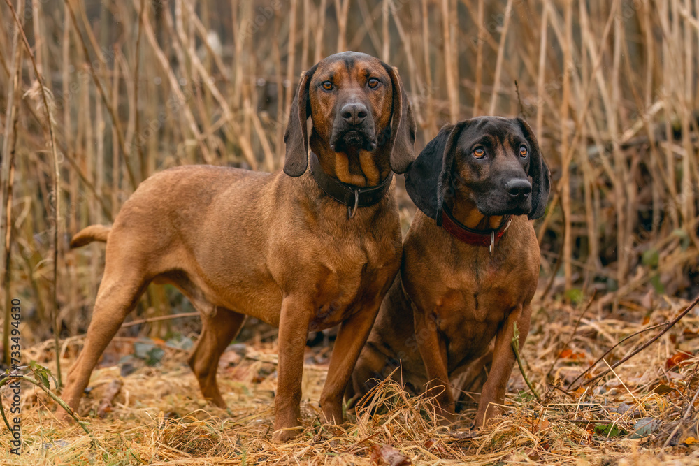 Two bavarian mountain hound dogs sitting on a meadow outdoors Two bavarian mountain hound dogs sitting on a meadow outdoors