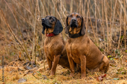Canvas Print Two bavarian mountain hound dogs sitting on a meadow outdoors