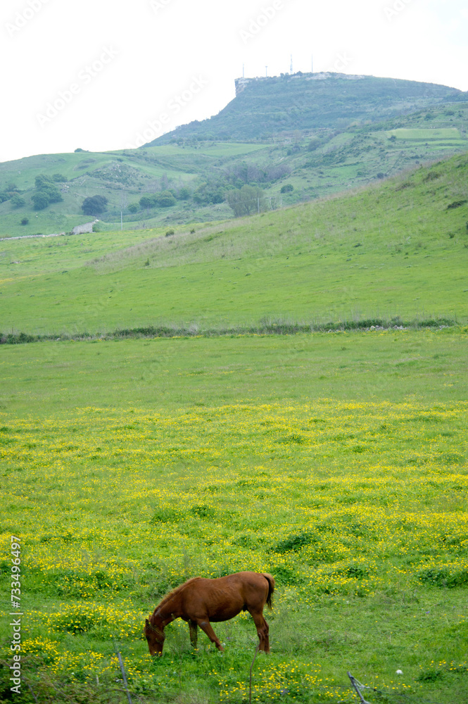 Naklejka premium horse in the mountains