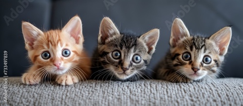 Three Scared Kittens So Adorable: A Trio of Fearful yet Irresistibly Cute Felines