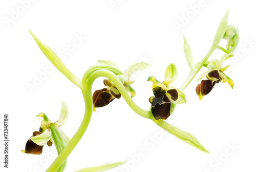 Woodcock Orchid, Ophrys scolopax, terrestrial orchid Orchid (Ophrys conradiae).Sassari, Rizzeddu, Sardinia, Italy. Isolated on white background