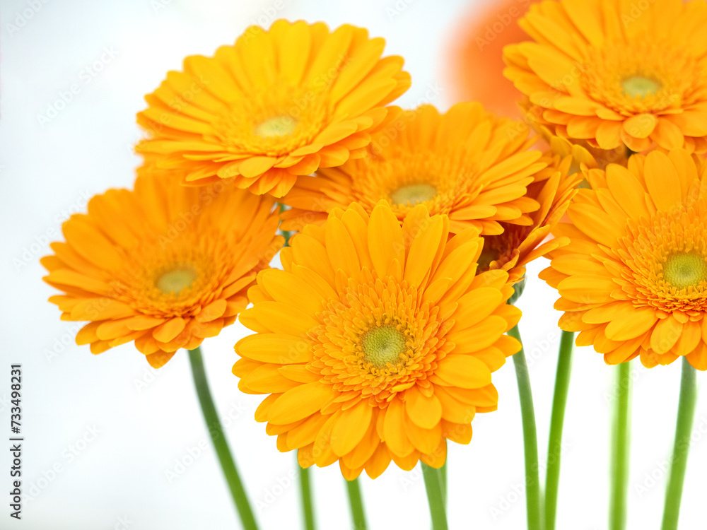 ガーベラの切り花 ガーベラの切り花