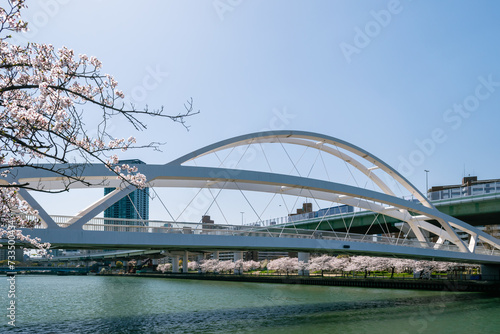 Cherry Blossom Trees along the Okawa River with Tensho Bridge, Osaka City, Japan