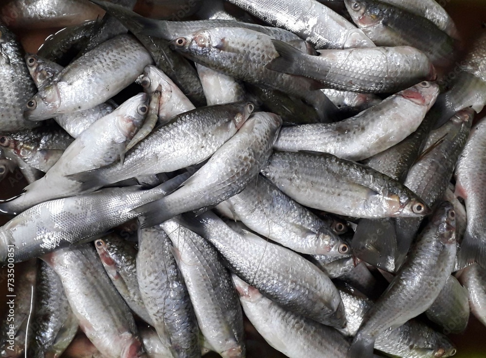 The milkfish (Chanos chanos) or Bangus is the sole living species in the family Chanidae. Fresh milkfish isolated over on broken ice white background placed on ice sold in supermarkets. The milkfish (Chanos chanos) or Bangus is the sole living species in the family Chanidae. Fresh milkfish isolated over on broken ice white background placed on ice sold in supermarkets.