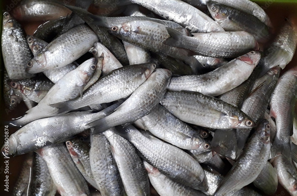 The milkfish (Chanos chanos) or Bangus is the sole living species in the family Chanidae.  Fresh milkfish isolated over on broken ice white background placed on ice sold in supermarkets.