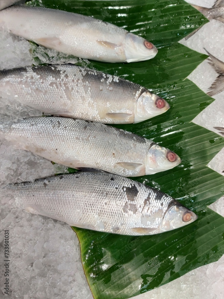 The milkfish (Chanos chanos) or Bangus is the sole living species in the family Chanidae. Fresh milkfish isolated over on broken ice white background placed on ice sold in supermarkets. The milkfish (Chanos chanos) or Bangus is the sole living species in the family Chanidae. Fresh milkfish isolated over on broken ice white background placed on ice sold in supermarkets.