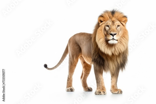 Majestic Lion, the Powerful King of the African Savannah: Isolated Wildlife on White Background