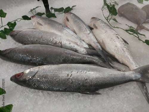 The milkfish (Chanos chanos) or Bangus is the sole living species in the family Chanidae. Fresh milkfish isolated over on broken ice white background placed on ice sold in supermarkets.