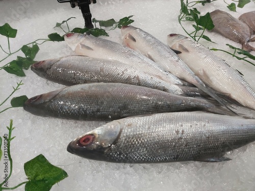 The milkfish (Chanos chanos) or Bangus is the sole living species in the family Chanidae.  Fresh milkfish isolated over on broken ice white background placed on ice sold in supermarkets. photo