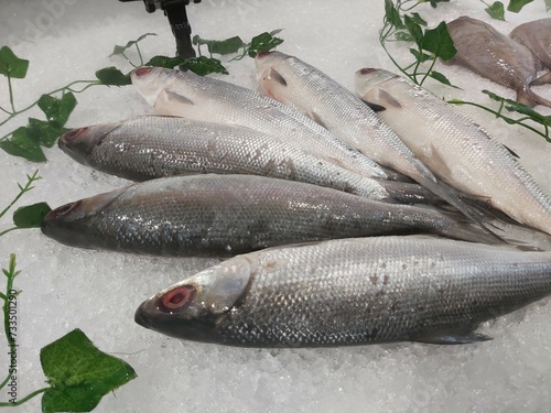 The milkfish (Chanos chanos) or Bangus is the sole living species in the family Chanidae.  Fresh milkfish isolated over on broken ice white background placed on ice sold in supermarkets. photo