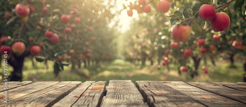 Retro-toned image of wood table in apple orchard with selective focus for product placement.