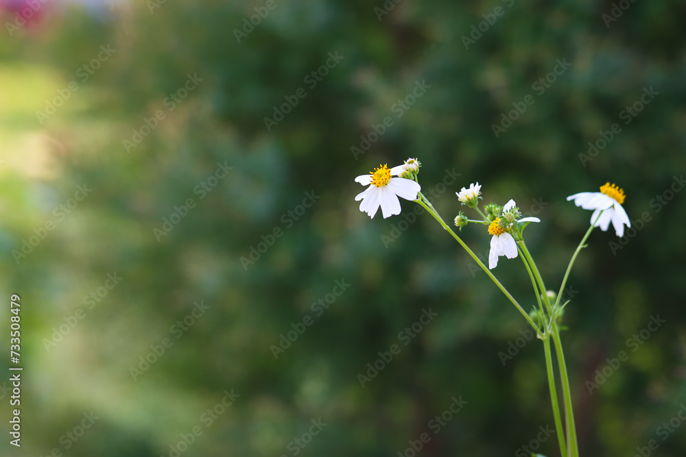 White beggar-ticks or Bidens Alba belong to the family Asteraceae, also known as shepherd's needles. White beggar-ticks or Bidens Alba belong to the family Asteraceae, also known as shepherd's needles.