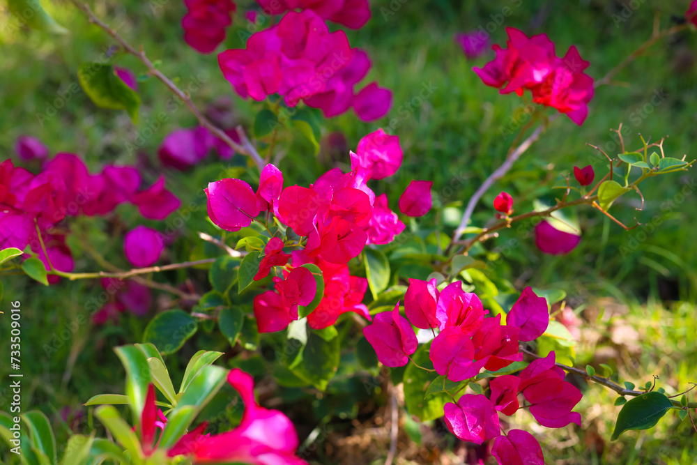 Pink bougainvillea flowers in a white pot for garden decoration. Pink bougainvillea flowers in a white pot for garden decoration.