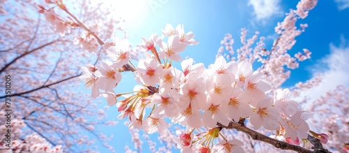 Stunning sakura cherry blossoms adorn the springtime sky.