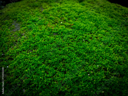 A close up bryophytes moss for background purpose photo
