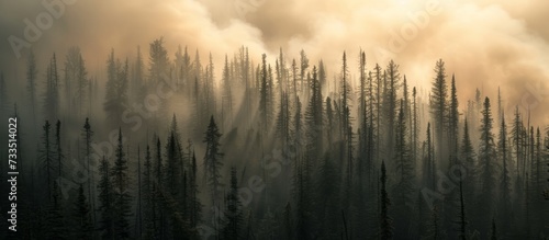 Smoky Serenity: Smoke After a Controlled Coniferous Forest Fire