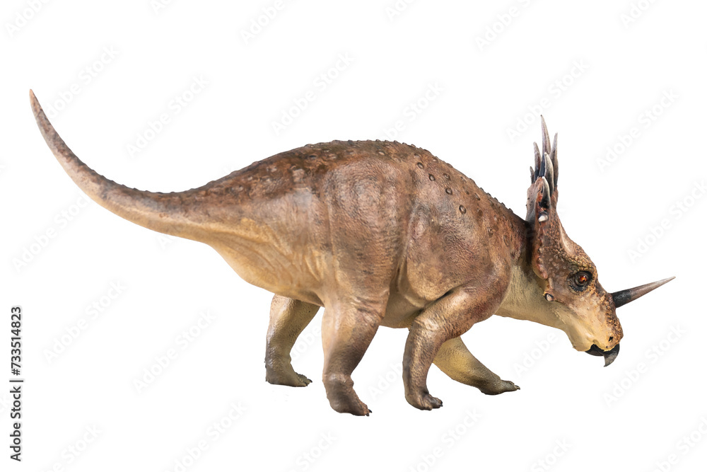 Styracosaurus dinosaur on isolated background Styracosaurus dinosaur on isolated background