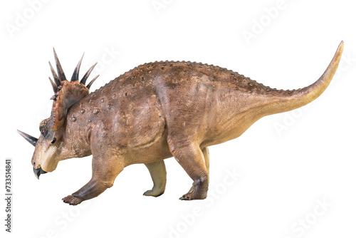Styracosaurus dinosaur on isolated background © meen_na