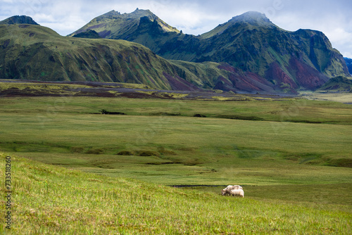 Icelandic Sheep Grazing In the Mountains